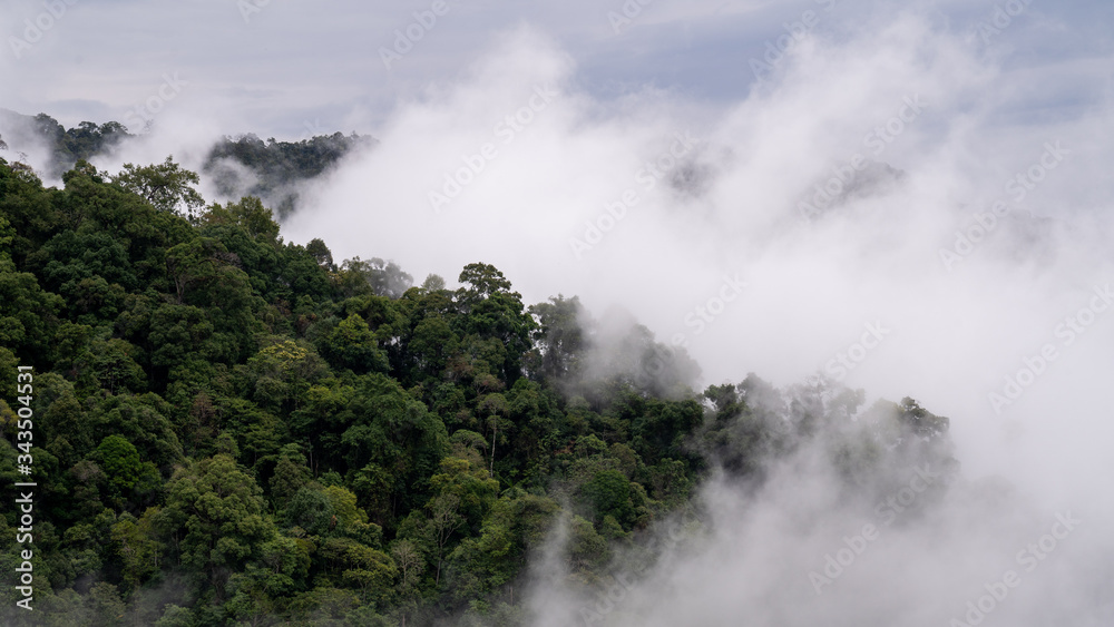 Misty foggy mountain landscape with forest and copyspace.Beautiful clouds.