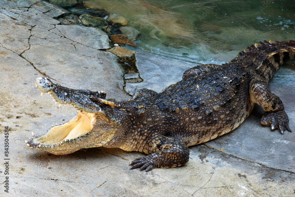 Fototapeta premium Crocodile open mouth on the pool pond and money donate from tourist on the Crocodile mount 
