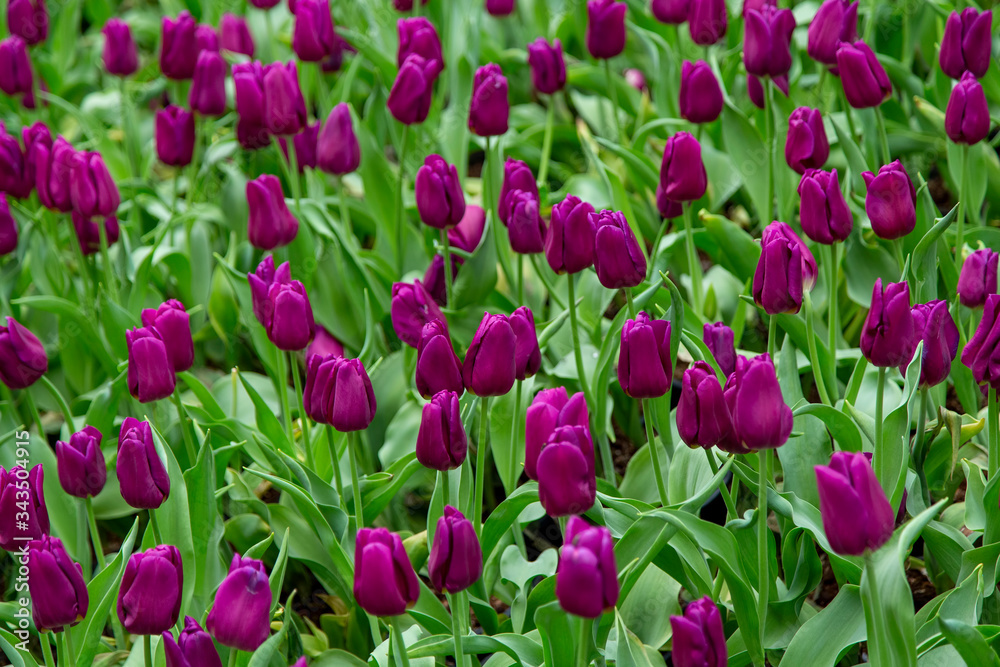 Fototapeta premium Group of tulip flowrs blooming