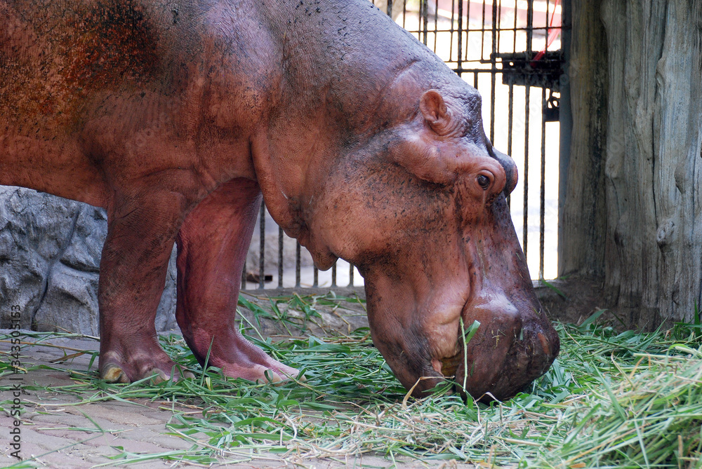 Animal Face of Closeup the common hippopotamus eating grass , or hippo, is a large, mostly herbivorous, semiaquatic mammal native Animal Face of Closeup the common hippopotamus eating grass , or hippo, is a large, mostly herbivorous, semiaquatic mammal native