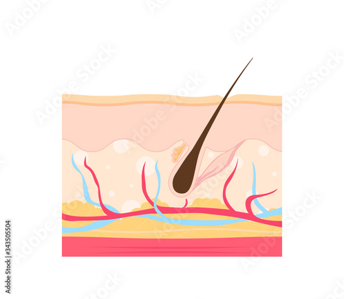 Human skin. Layered epidermis with hair follicle and sweat. Healthy skin anatomy medical vector illustration. Dermis and epidermis skin, hypodermis