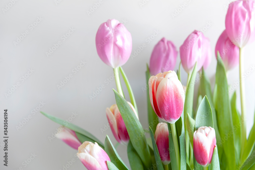 Pink tulip flowers on white wall background