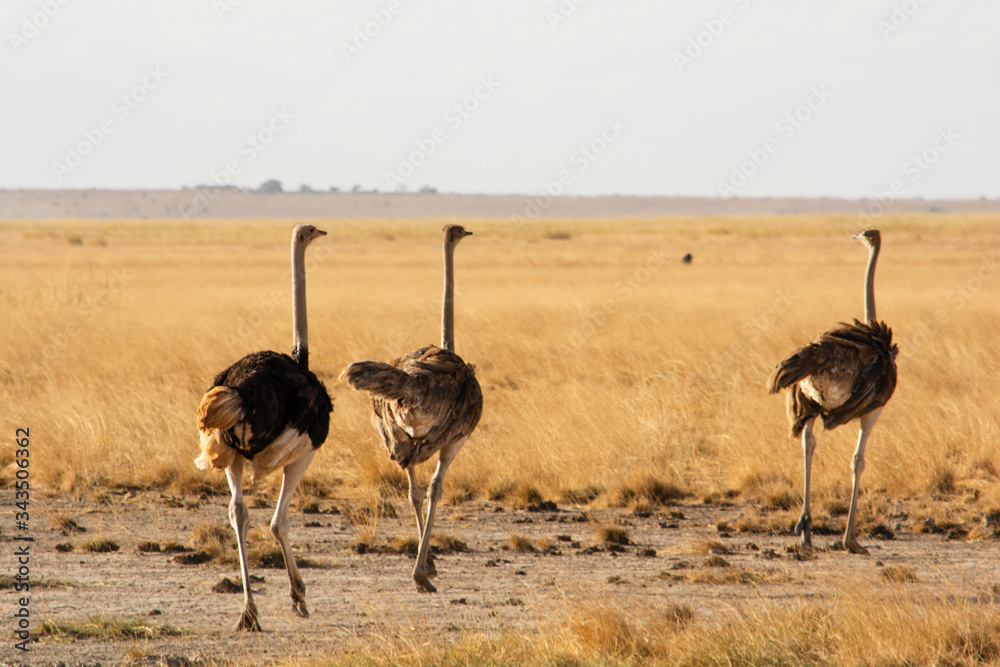 Naklejka premium FAMILIA DE AVESTRUCES EN AFRICA