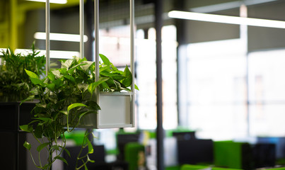 Eco concept or green office plant tree and garden in interiors