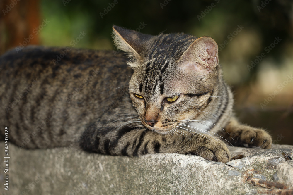 Close up gray cat house is sit down and rest on the old wall near the garden at thailand