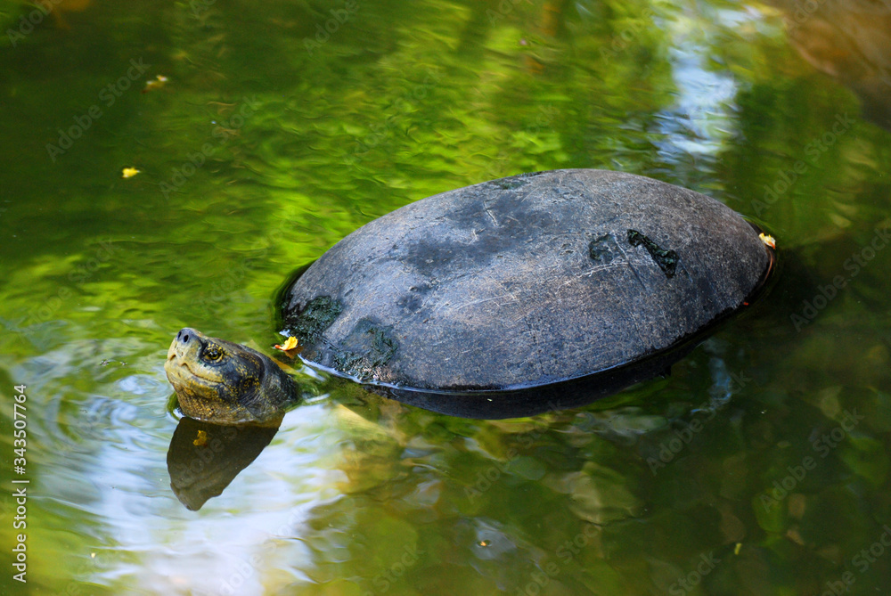 Closeup Water turtle or call The yellow-headed temple turtle (Heosemys annandalii ) in the swamp Closeup Water turtle or call The yellow-headed temple turtle (Heosemys annandalii ) in the swamp