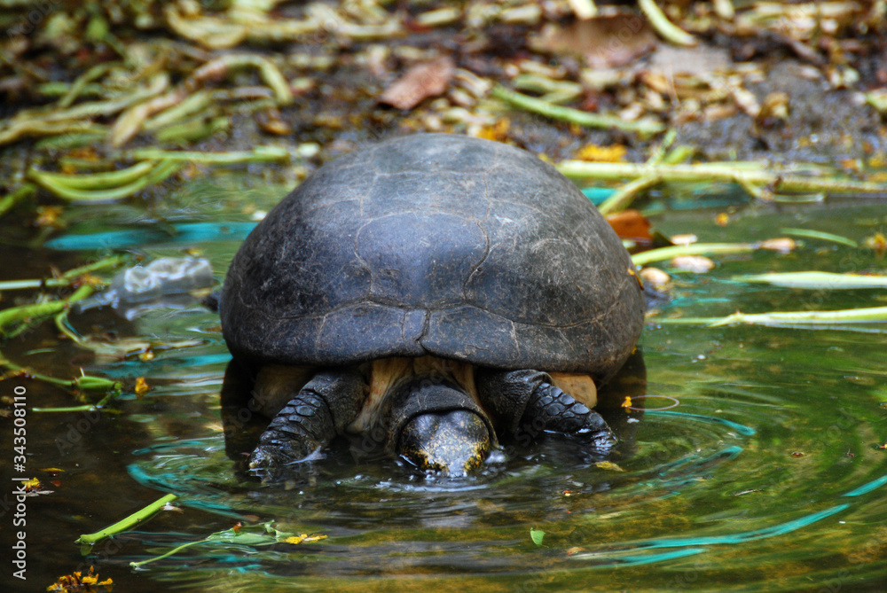 Fototapeta premium Closeup Water turtle or call The yellow-headed temple turtle (Heosemys annandalii ) in the swamp