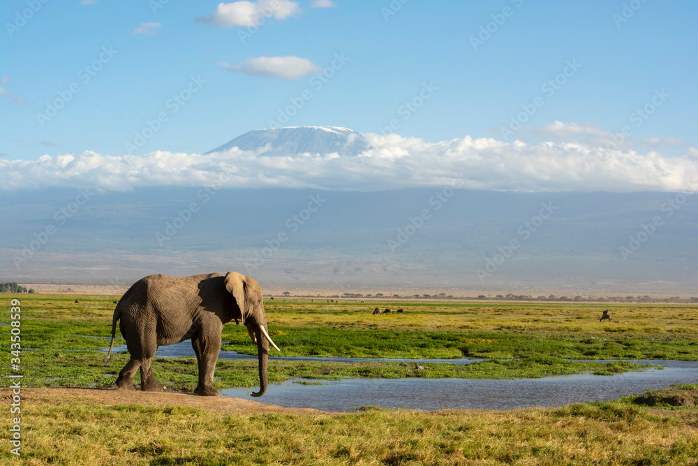 Fototapeta premium ELEFANTE MACHO A LOS PIES DEL MONTE KILIMANJARO EN KENIA (AFRICA)