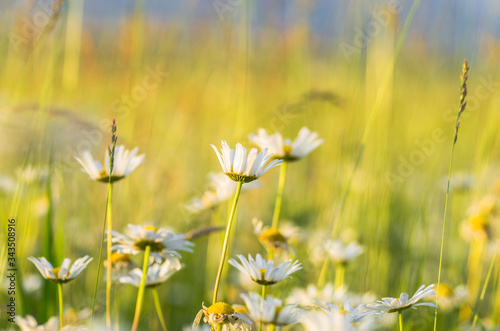 field of flowers