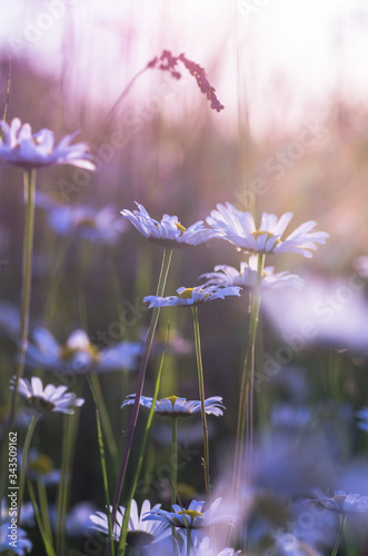 flowers in the meadow