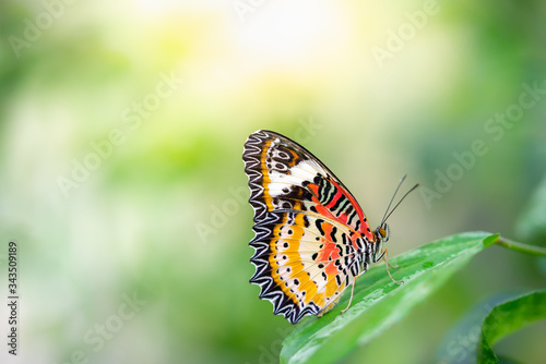 Canvas Print Nature of butterfly and flower in garden using as background butterflies day cov
