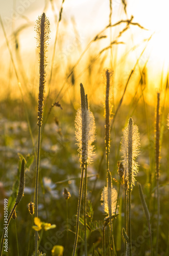 golden wheat field