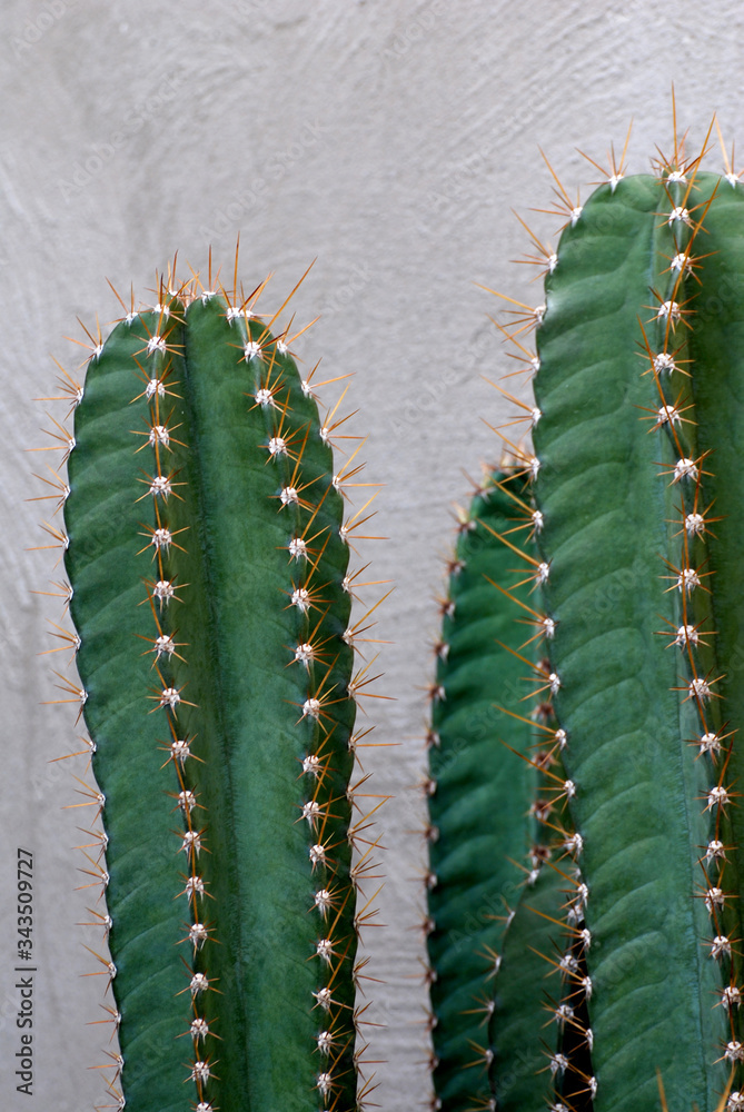 Naklejka premium Closeup Cereus jamacaru, known as mandacaru or cardeiro is a cactus desert with light grey pond texture background - Tropical Plant backdrop and beautiful detail 