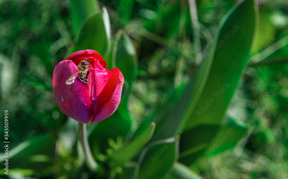 a bee climbs out of the middle of a pink tulip, collecting pollen. Dewdrops on a flower. Green leaves blurred in the background. a bee climbs out of the middle of a pink tulip, collecting pollen. Dewdrops on a flower. Green leaves blurred in the background.