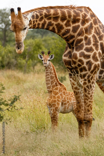 Giraffe mother and baby 
in the Kruger National Park in South Africa photo