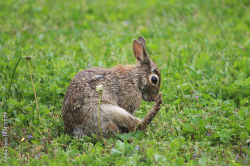 Rabbit in the grass and clovers © Brandi