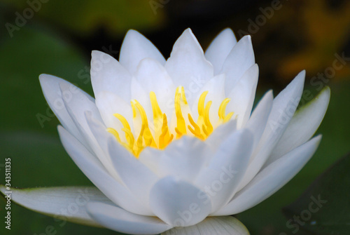 Fototapeta Naklejka Na Ścianę i Meble -  Bloom White Lotus Flowers with yellow pollen or Water lily is a genus of hardy and tender aquatic plants in the family Nymphaeaceae. Floral backdrop and beautiful detail