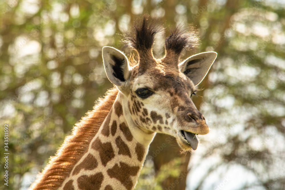 JIRAFA JÓVEN SACANDO LA LENGUA EN TANZANIA JIRAFA JÓVEN SACANDO LA LENGUA EN TANZANIA