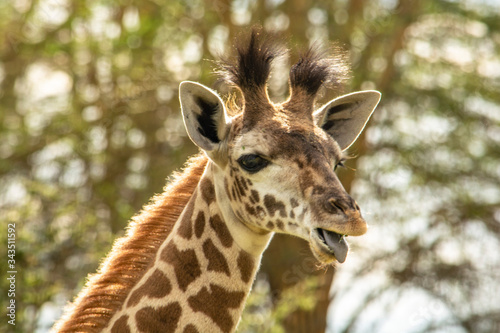 JIRAFA J  VEN SACANDO LA LENGUA EN TANZANIA