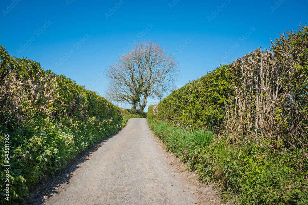quiet single track country road bordered by high hedges quiet single track country road bordered by high hedges