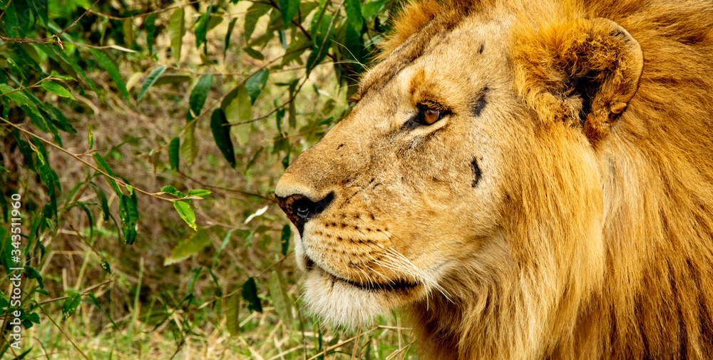 Fototapeta premium LA MIRADA DEL LEÓN EN MASAI MARA - KENIA - AFRICA
