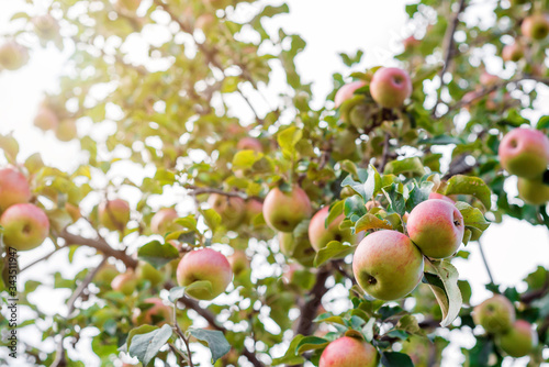 beautiful ripe apples on a tree branch in the sunlight. fresh apples on an Apple tree close-up growing in the garden. growing and harvesting apples