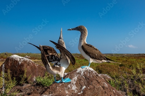 Blue footed booby love