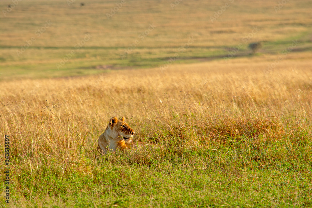 LEONA SOLITARIA EN MASAI MARA - KENIA - AFRICA LEONA SOLITARIA EN MASAI MARA - KENIA - AFRICA