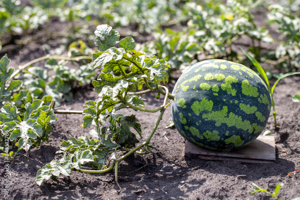 The fruit of the watermelon growing in the vegetable garden. Organic watermelon farm. Gardening. The fruit of the watermelon growing in the vegetable garden. Organic watermelon farm. Gardening.