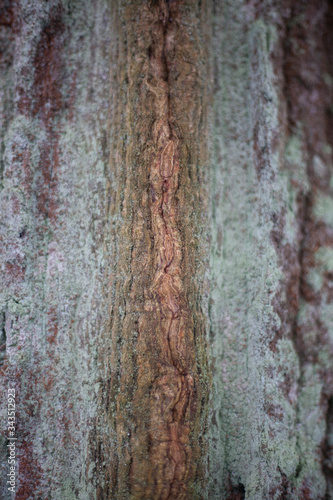Tree bark in natural light.