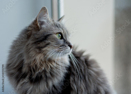 portrait of a cat with blue eyes