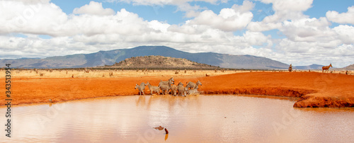 MANADA DE CEBRAS BEBIENDO AGUA Y REFRESCÁNDOSE EN UNA CHARCA EN TSAVO ESTE (KENIA)