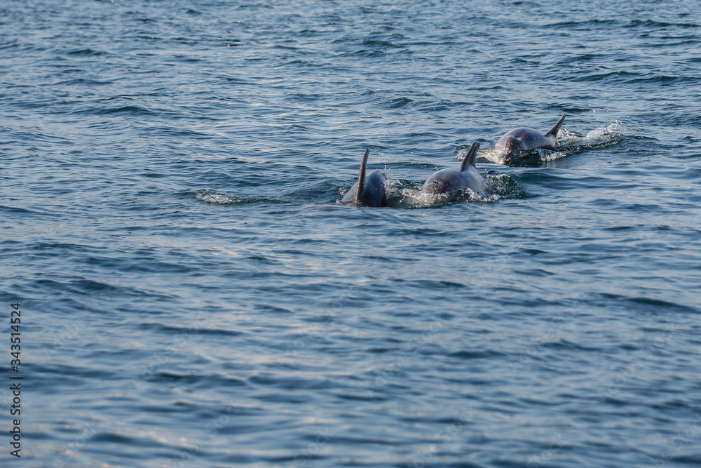 Obraz premium Group of dolphins jumping on the water in Istanbul
