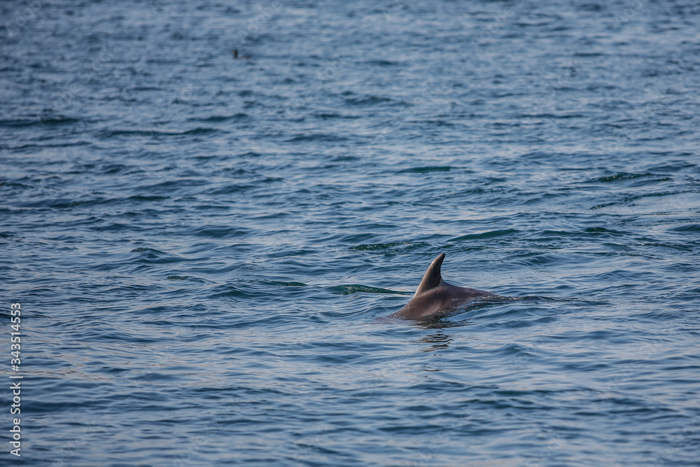 Fototapeta premium Group of dolphins jumping on the water in Istanbul