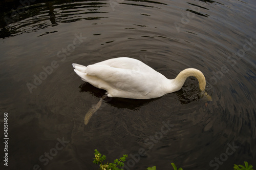 Fototapeta Naklejka Na Ścianę i Meble -  swan