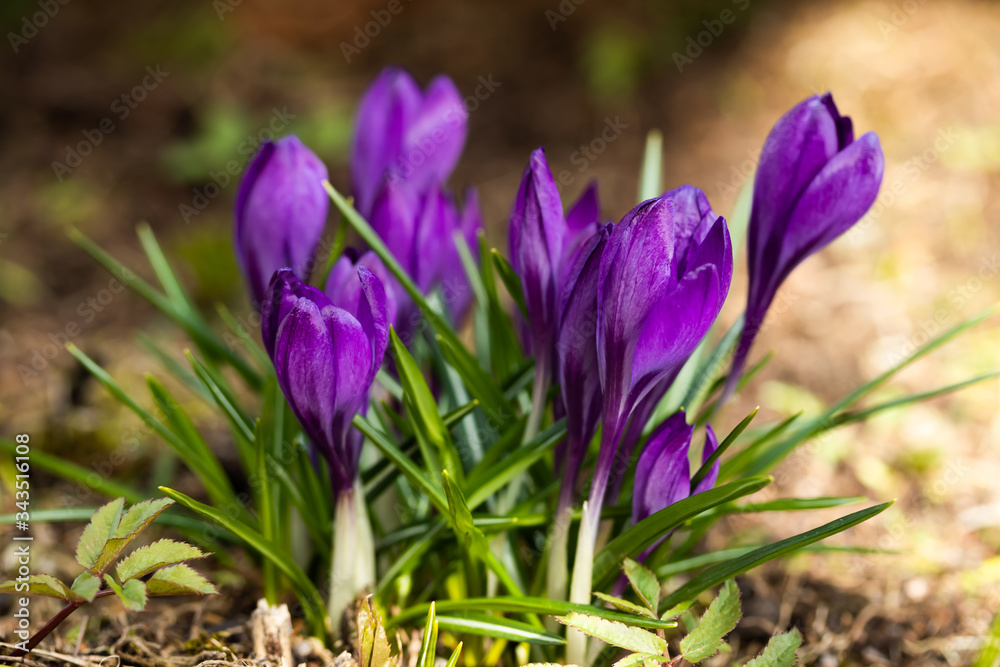 Violet beautiful crocuses in early spring garden. Soft selective focus. Violet beautiful crocuses in early spring garden. Soft selective focus.