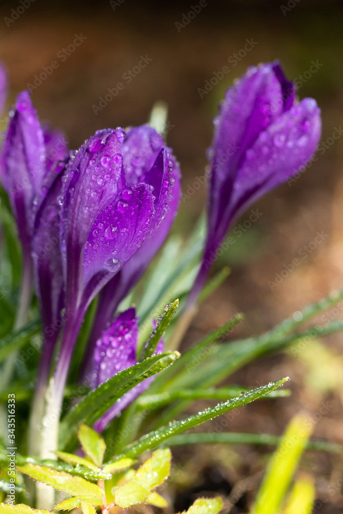 Violet beautiful crocuses with raindrops in early spring garden. Soft selective focus. Violet beautiful crocuses with raindrops in early spring garden. Soft selective focus.