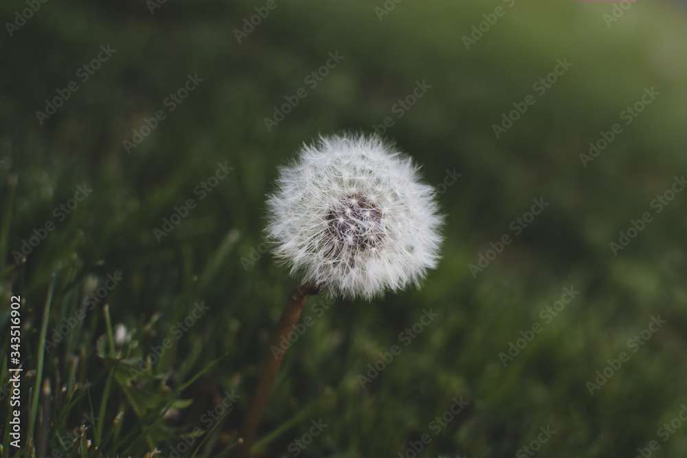 A side view closeup of a dandelion in the seed phase surrounded by green grass. A side view closeup of a dandelion in the seed phase surrounded by green grass.