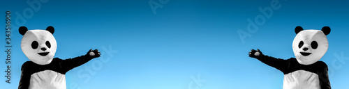 Panoramic banner portrait of two pandas bear showing with hands on blue sky background with copy space in the middle.