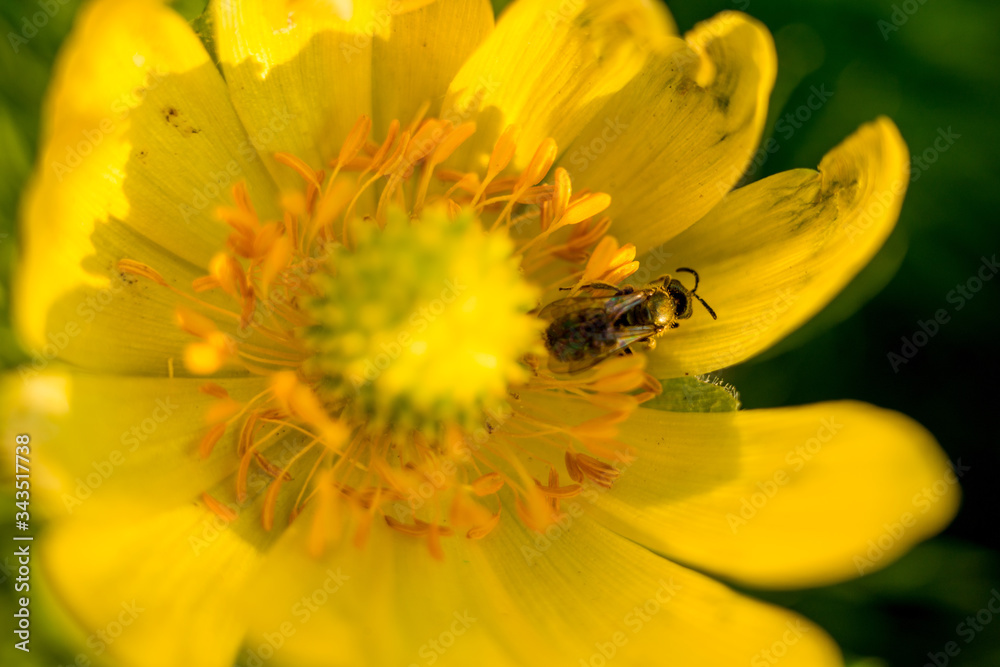 Yellow flower stamen closeup. Macro shooting of nature, flowers. Stamens and pistils, Flower flora. On a green background, petals. The scent of flowers attracts bees Yellow flower stamen closeup. Macro shooting of nature, flowers. Stamens and pistils, Flower flora. On a green background, petals. The scent of flowers attracts bees