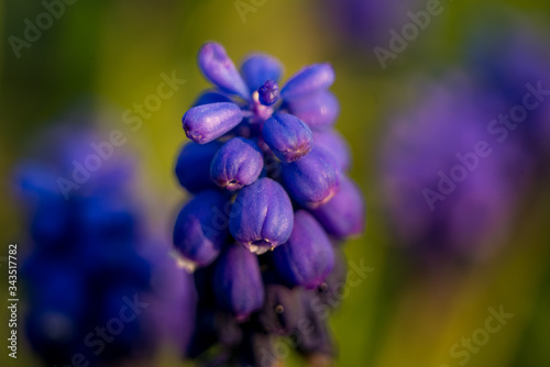 Muscari purple flower close-up. Maksro shooting. Spring flowers. Beautiful flora. Live nature. Garden plants