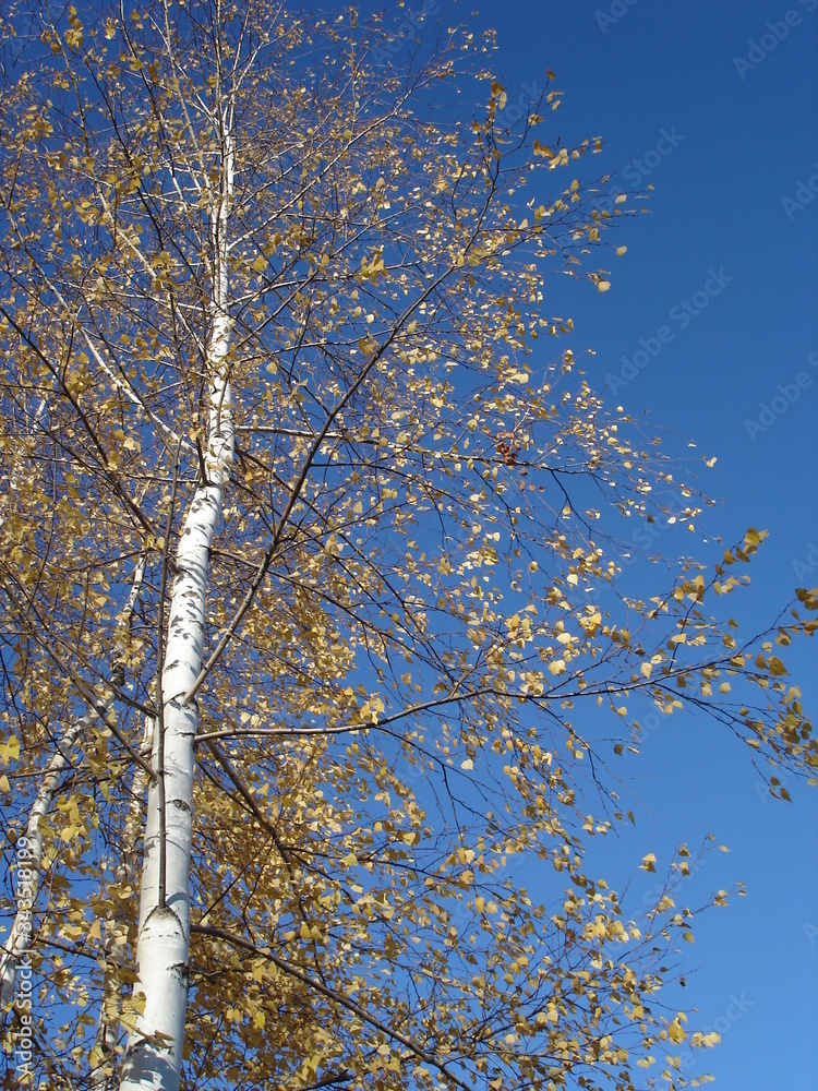 Obraz premium birch trees in autumn on a blue sky background