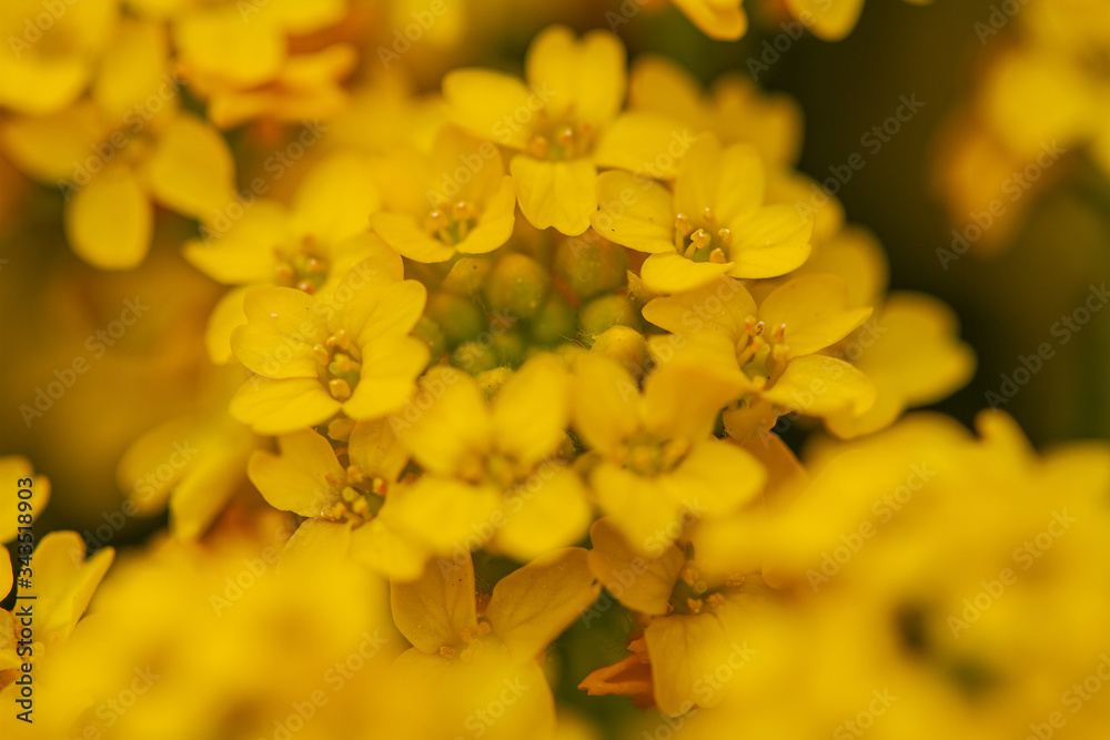 Close-up of golden madwort (Alyssum) with blurry foreground and background Close-up of golden madwort (Alyssum) with blurry foreground and background