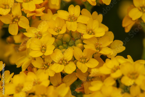 Close-up of golden madwort (Alyssum) with blurry foreground © jokuephotography