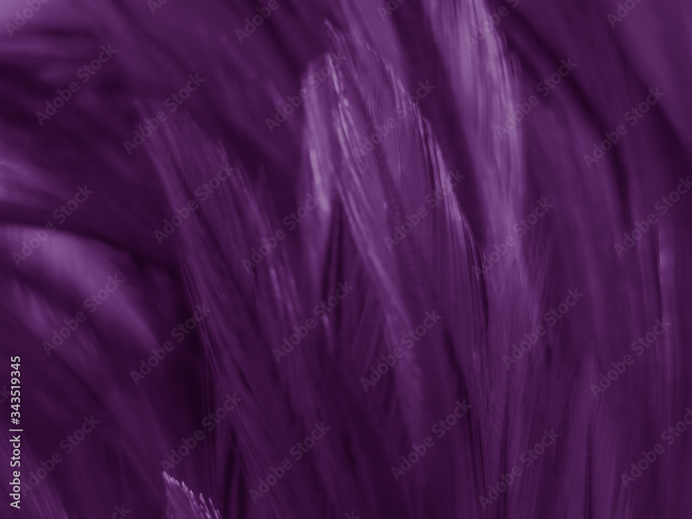 Beautiful abstract white and purple feathers on white background and soft white feather texture on white pattern and purple background, feather pink background , purple banners Beautiful abstract white and purple feathers on white background and soft white feather texture on white pattern and purple background, feather pink background , purple banners