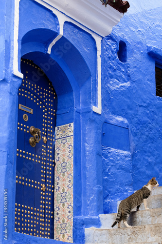 Lonely cat near decorated door in Kasbah - old city of Chefchaouen, Morocco © leospek