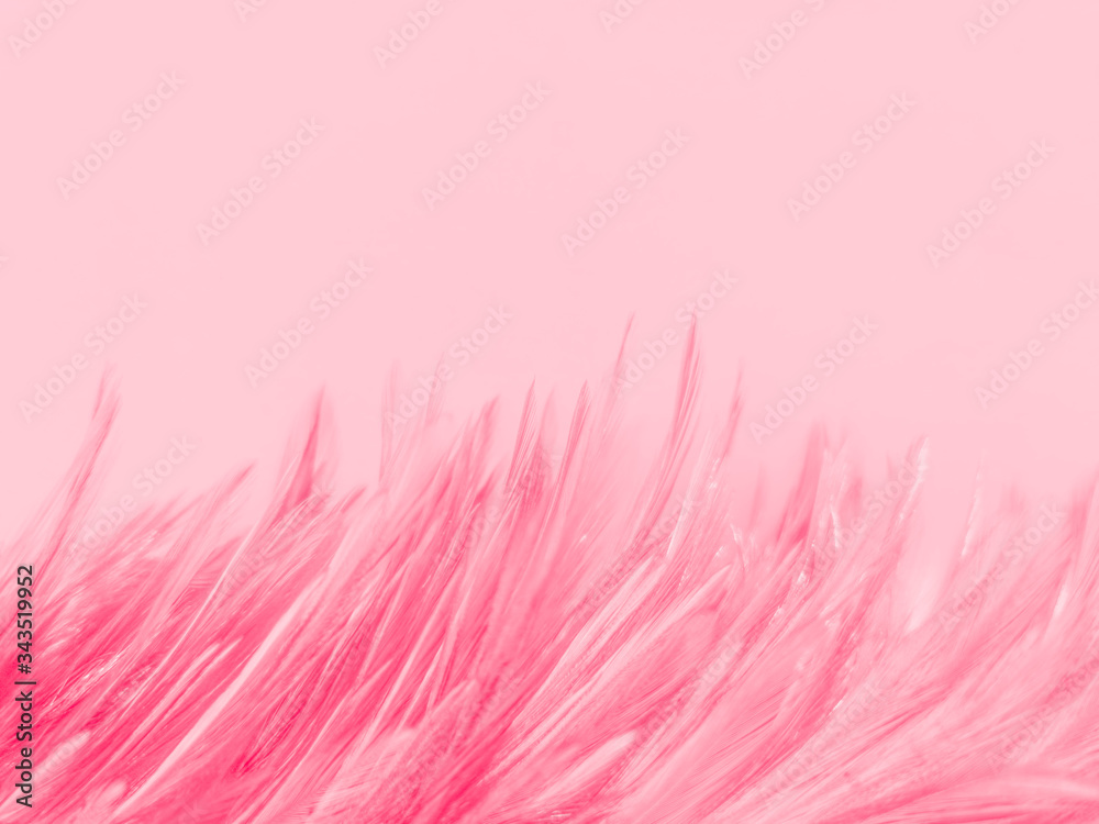 Beautiful abstract white and pink feathers on white background and soft white feather texture on pink pattern and pink background, feather background, pink banners Beautiful abstract white and pink feathers on white background and soft white feather texture on pink pattern and pink background, feather background, pink banners