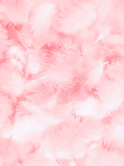 Beautiful abstract white and pink feathers on white background and soft white feather texture on pink  pattern and pink background, feather background, pink banners