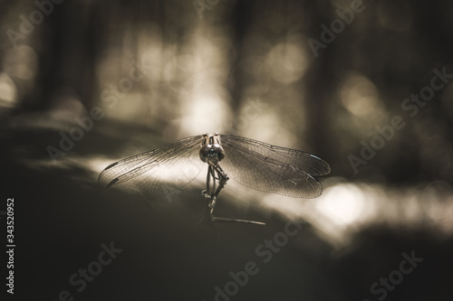 The beautiful Grasshopper in the garden © Nicholas