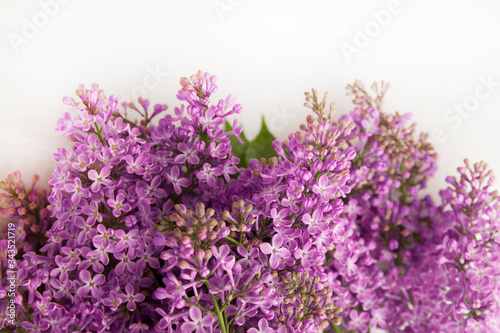 A branch of blossoming lilac  syringa  flowers. Lilac background. Lilac closeup.